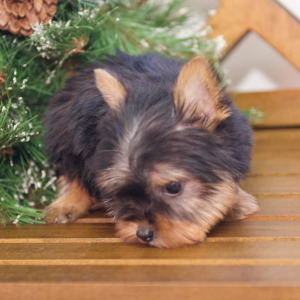 Silky Terrier Puppy Emmett