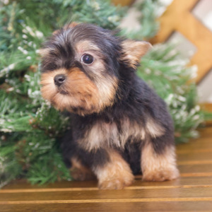 Silky Terrier Puppy Emmett
