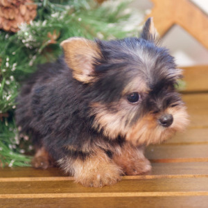 Silky Terrier Puppy Emmett