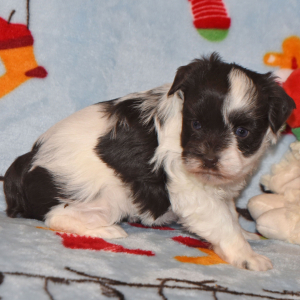 Miniature Schnauzer Puppy Megan