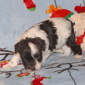 Miniature Schnauzer Puppy Megan
