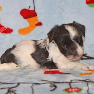 Miniature Schnauzer Puppy Megan