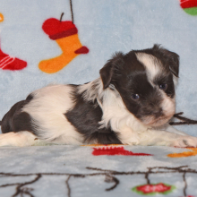 Miniature Schnauzer Puppy Megan