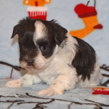 Miniature Schnauzer Puppy Megan