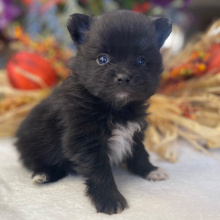 Pomeranian Puppy Boo Boo