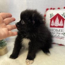 Pomeranian Puppy Boo Boo