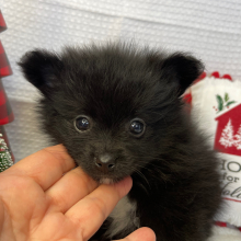 Pomeranian Puppy Boo Boo