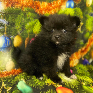 Pomeranian Puppy Boo Boo