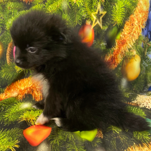 Pomeranian Puppy Boo Boo