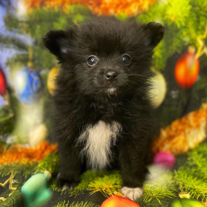 Pomeranian Puppy Boo Boo