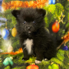 Pomeranian Puppy Boo Boo