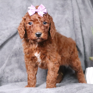 Poodle Puppy Zoe