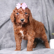 Poodle Puppy Zoe