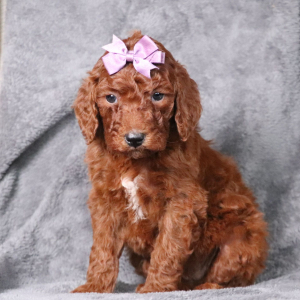 Poodle Puppy Zoe