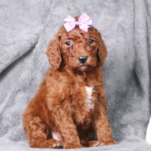 Poodle Puppy Zoe