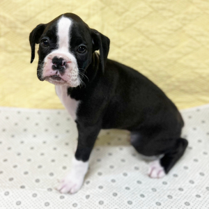 Boxer Puppy Onyx
