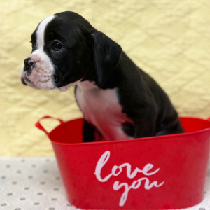Boxer Puppy Onyx