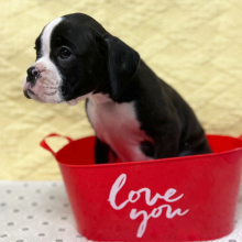Boxer Puppy Onyx