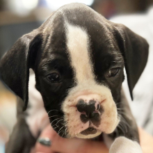 Boxer Puppy Onyx