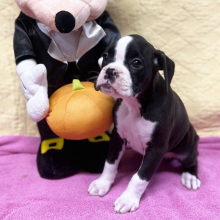 Boxer Puppy Onyx