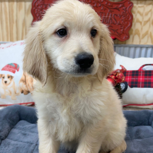 Goldendoodle Puppy Trooper