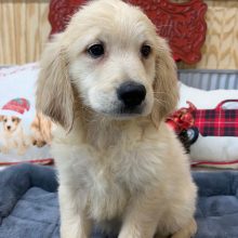 Goldendoodle Puppy Trooper