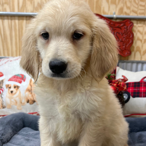 Goldendoodle Puppy Trooper