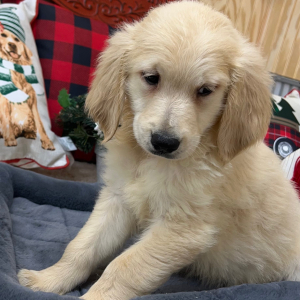 Goldendoodle Puppy Trooper