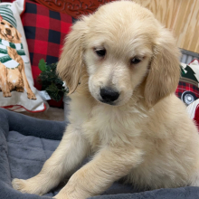 Goldendoodle Puppy Trooper