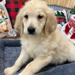 Goldendoodle Puppy Trooper