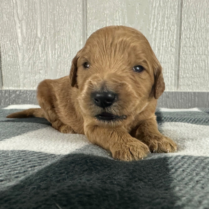 Goldendoodle Puppy Phil