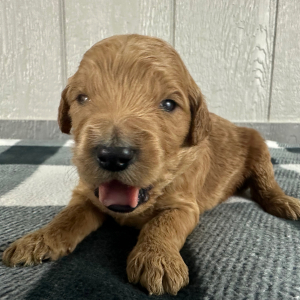 Goldendoodle Puppy Phil
