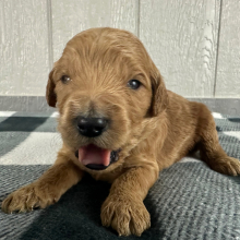 Goldendoodle Puppy Phil
