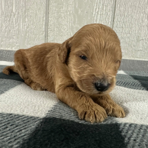 Goldendoodle Puppy Phil