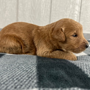 Goldendoodle Puppy Phil