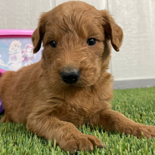 Goldendoodle Puppy Phil