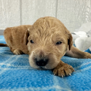 Goldendoodle Puppy Paislee