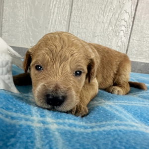 Goldendoodle Puppy Paislee