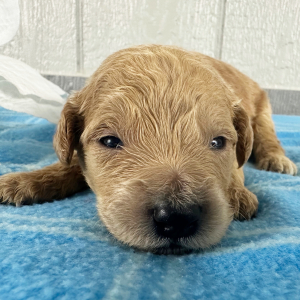 Goldendoodle Puppy Paislee