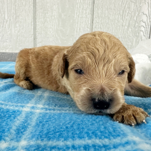 Goldendoodle Puppy Paislee