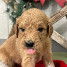 Goldendoodle Puppy Paislee