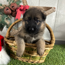 German Shepherd Dog Puppy Olivia
