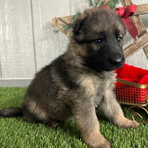 German Shepherd Dog Puppy Olivia