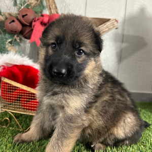 German Shepherd Dog Puppy Olivia