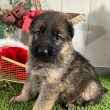 German Shepherd Dog Puppy Olivia