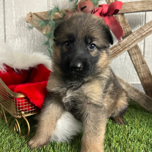German Shepherd Dog Puppy Olivia