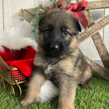 German Shepherd Dog Puppy Olivia