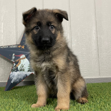 German Shepherd Dog Puppy Olivia