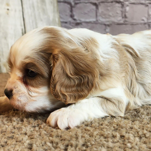 Cavalier King Charles Spaniel Puppy Devon