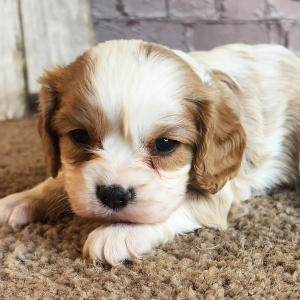 Cavalier King Charles Spaniel Puppy Devon